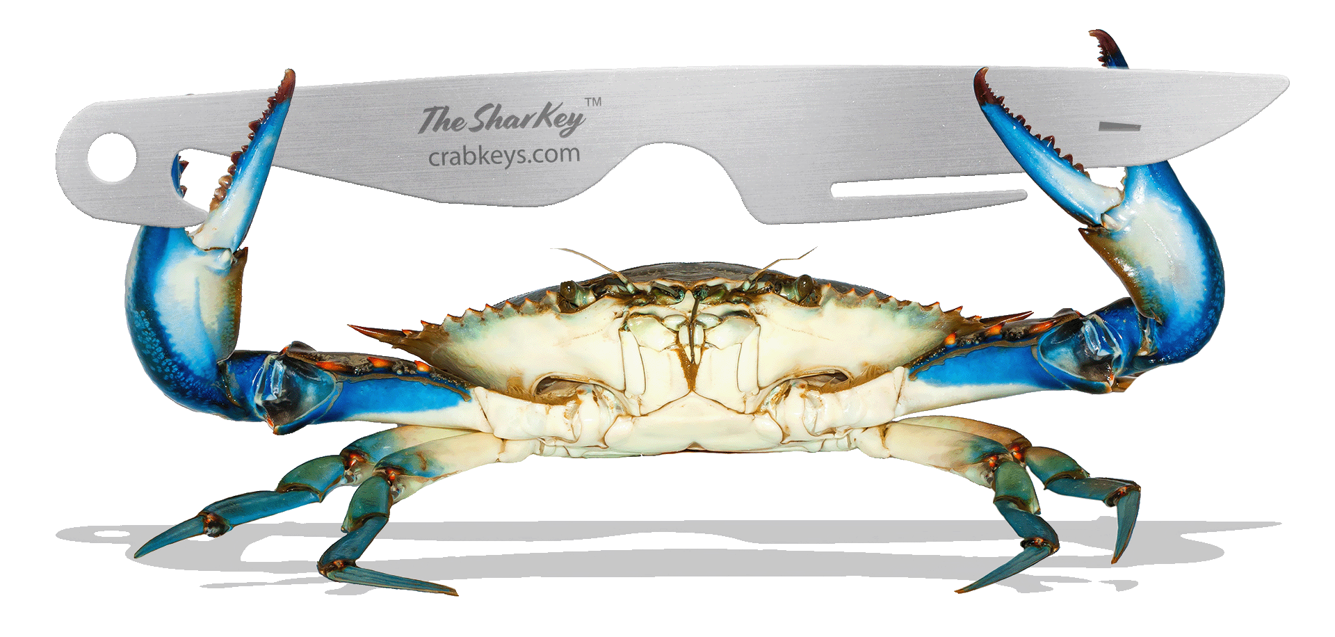 Blue Crab holding SharKey™ Crab Key™ illustration